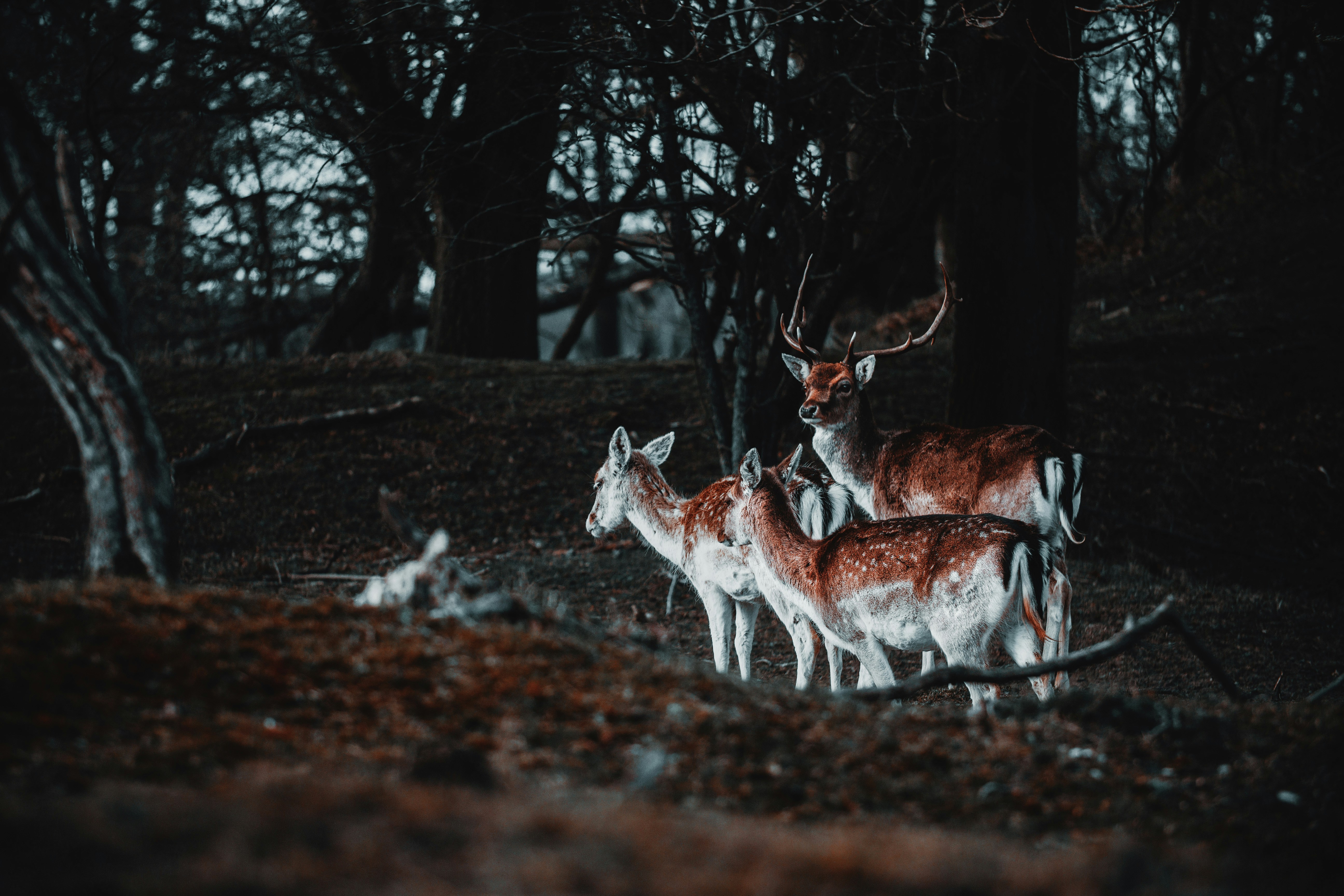 brown and white deer standing on brown dried leaves during daytime