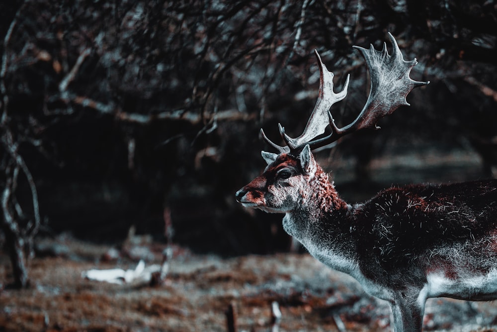 gray and white deer on brown dried leaves during daytime