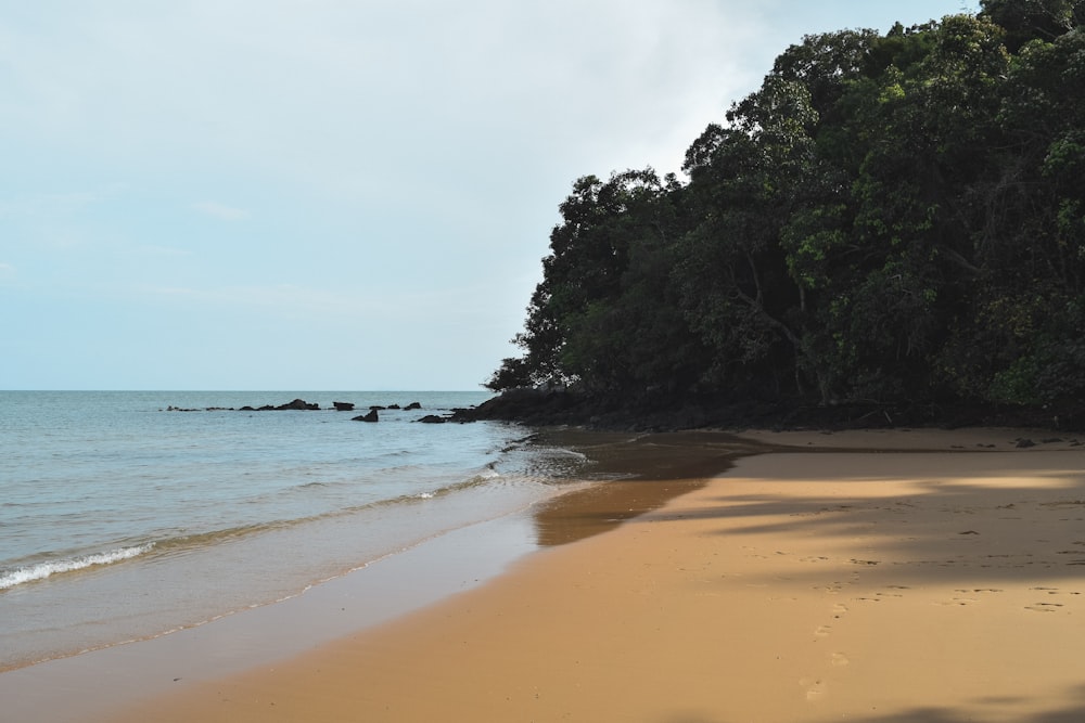 green trees on brown sand beach during daytime