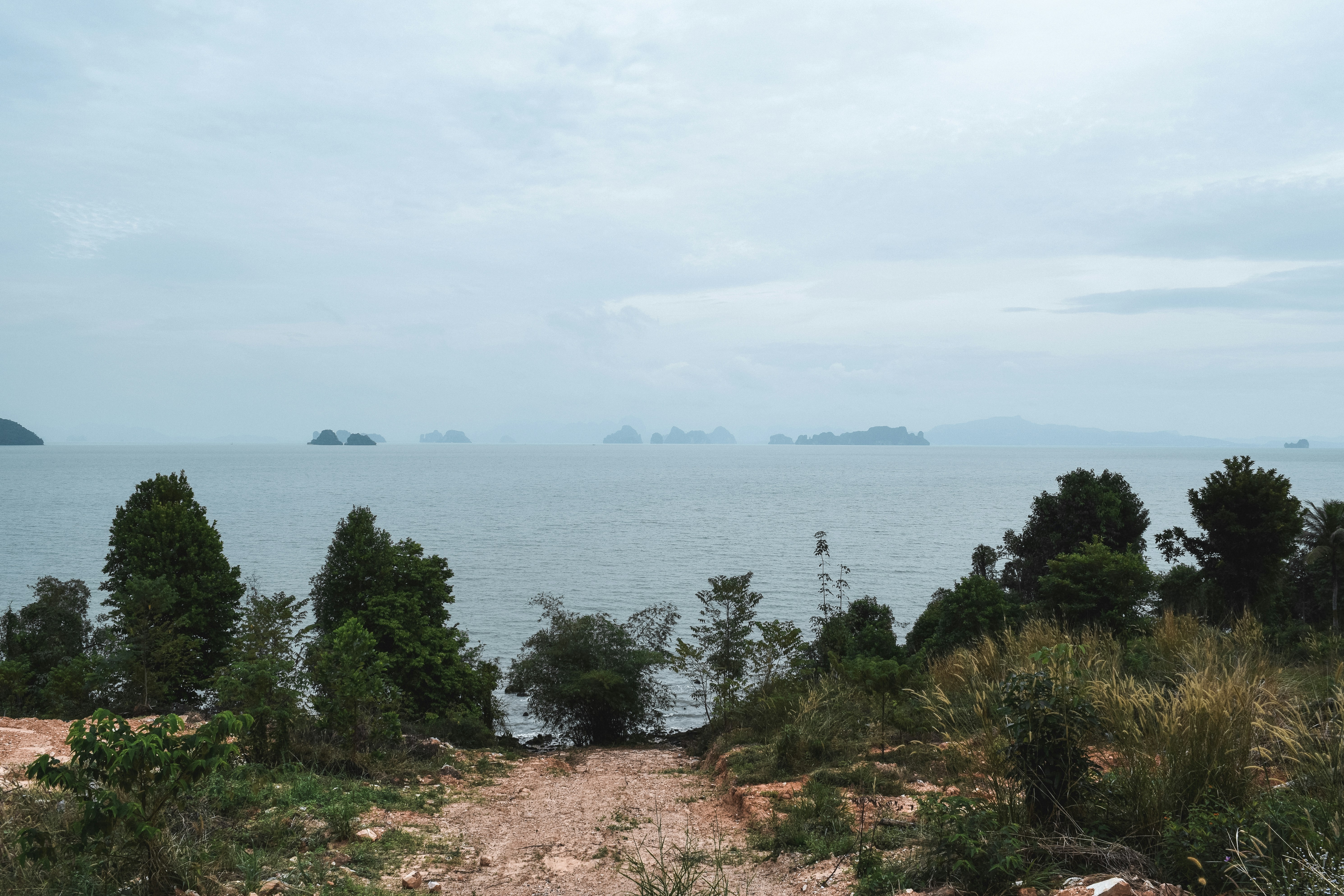 green trees near body of water during daytime