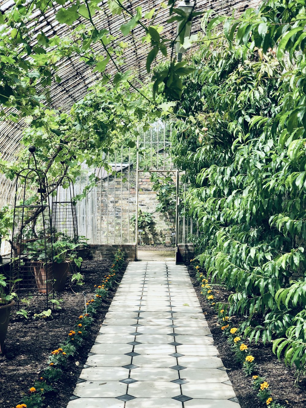 green plants on gray concrete pathway