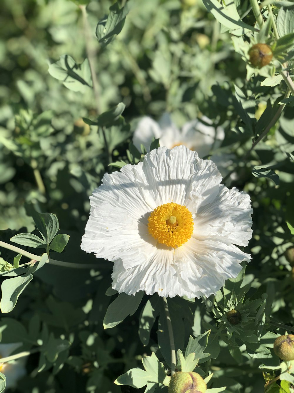 white flower with yellow stigma