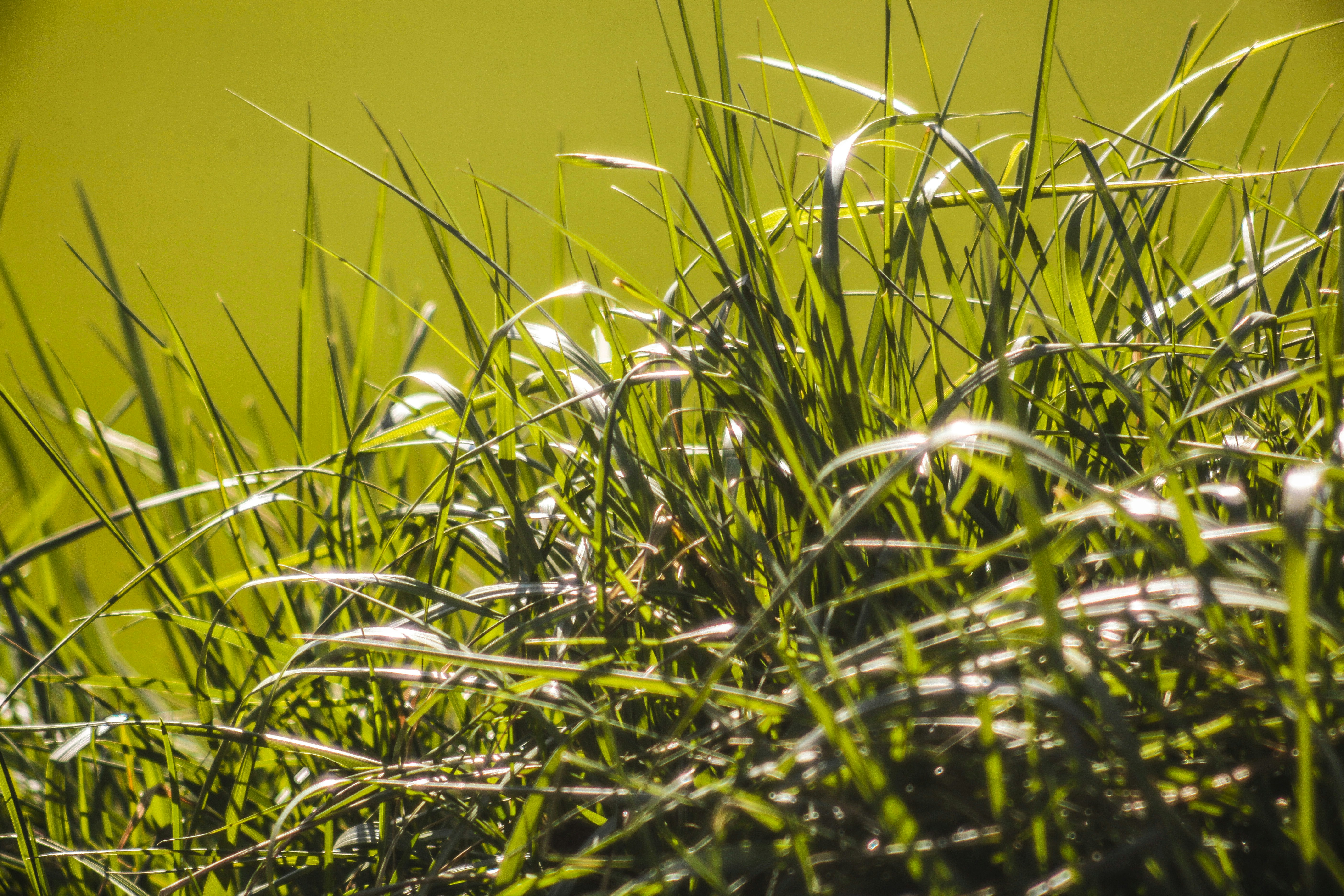 green grass field during daytime