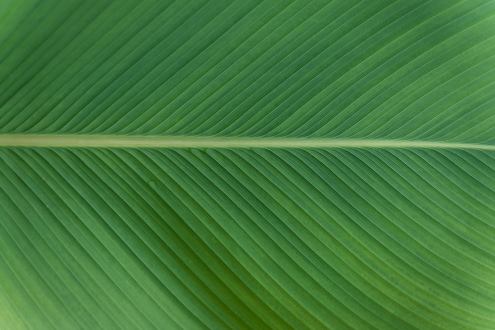 green leaf in close up photography