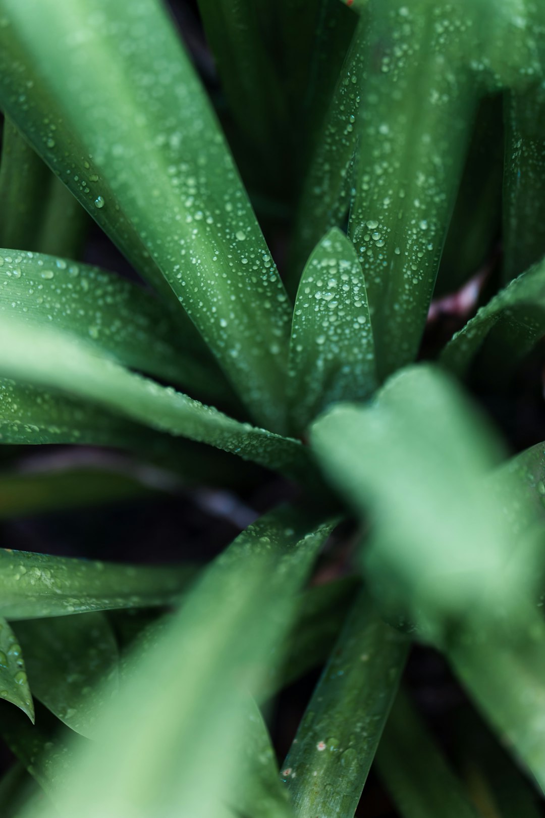 green plant with water droplets