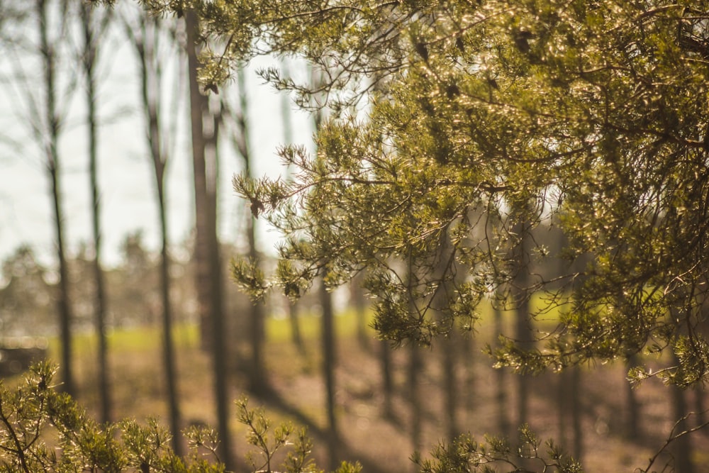 green trees in the forest during daytime