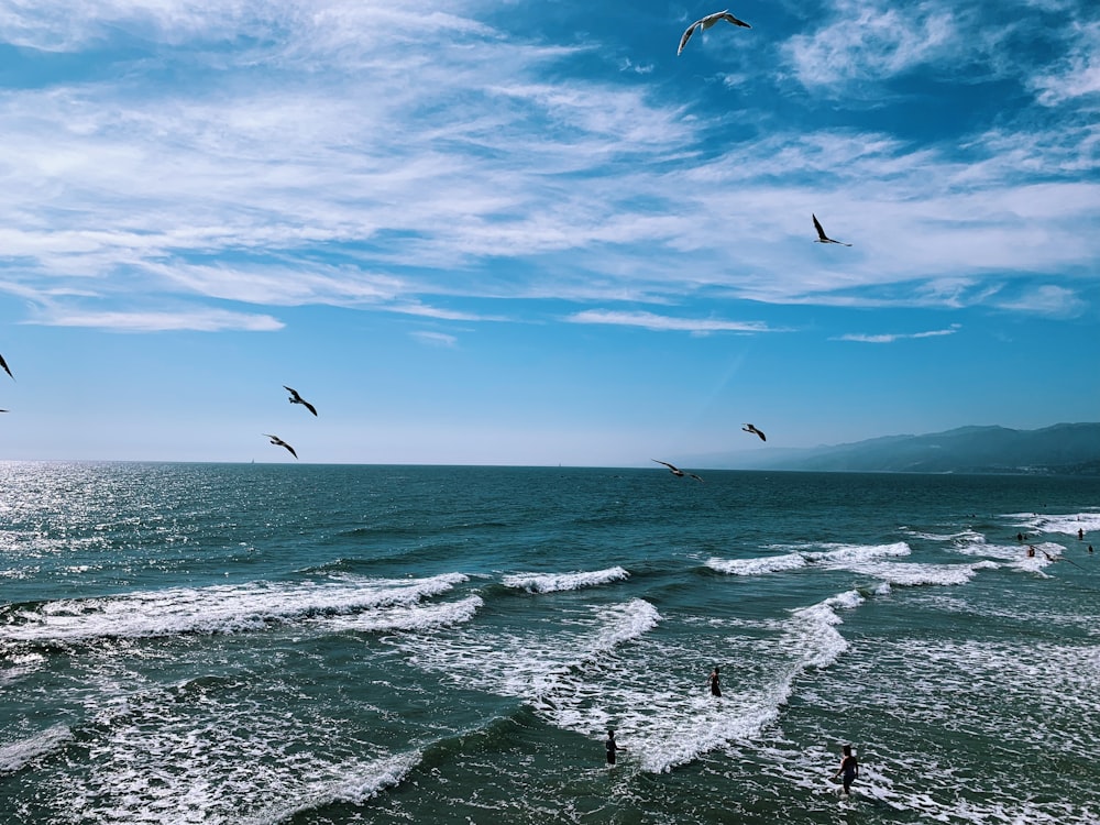 oiseaux volant au-dessus de la mer pendant la journée