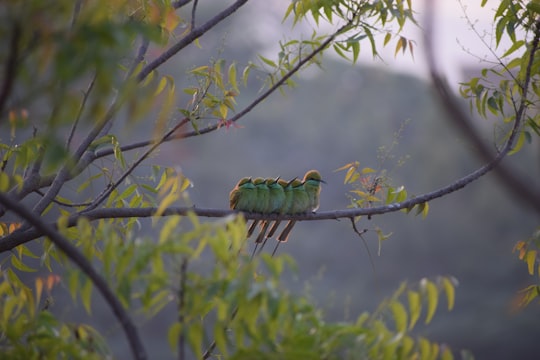 green and yellow birds on tree branch during daytime in Aurangabad India