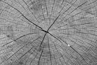 A close-up view of the cross-section of a tree trunk showing concentric growth rings and natural cracks radiating from the center.