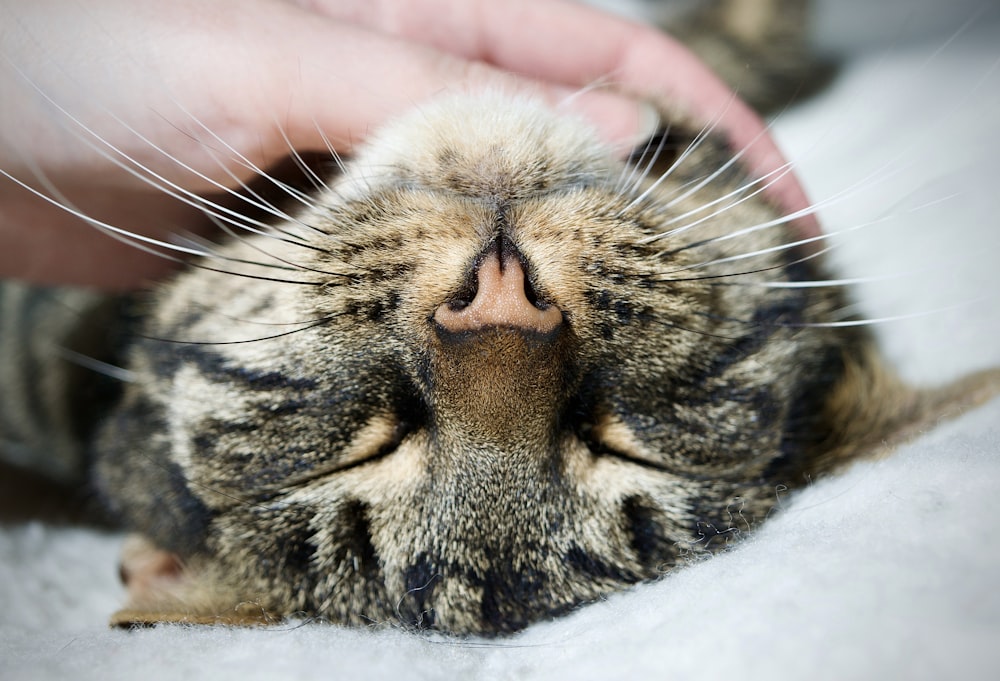 brown tabby cat on white textile