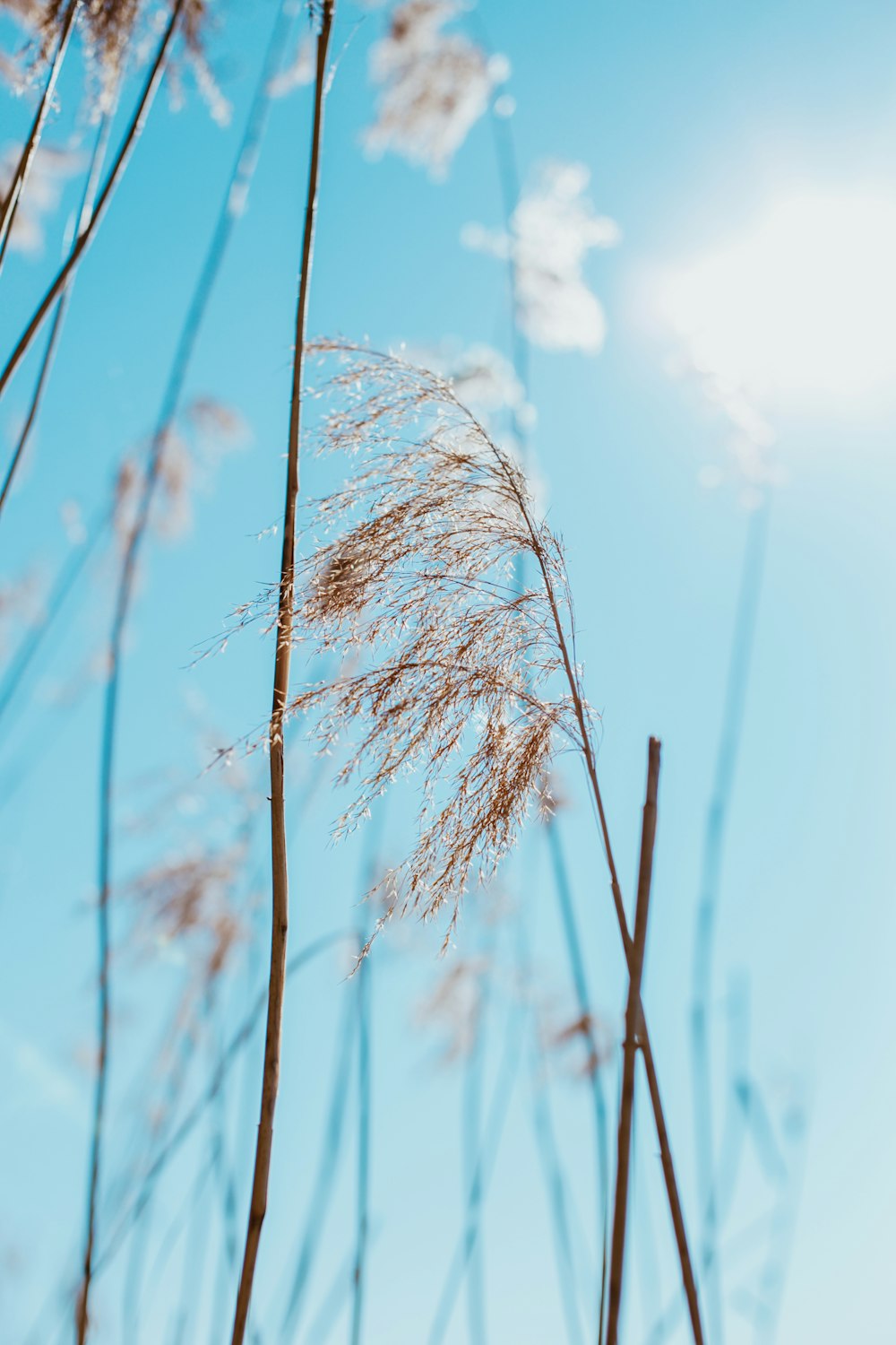 brown wheat under blue sky during daytime