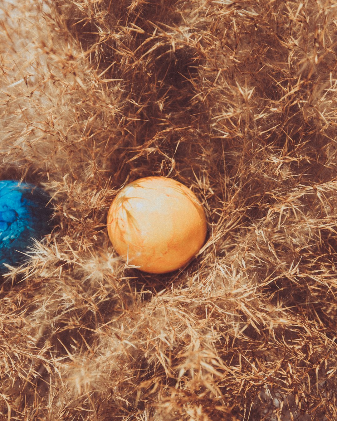 orange and blue egg on brown nest