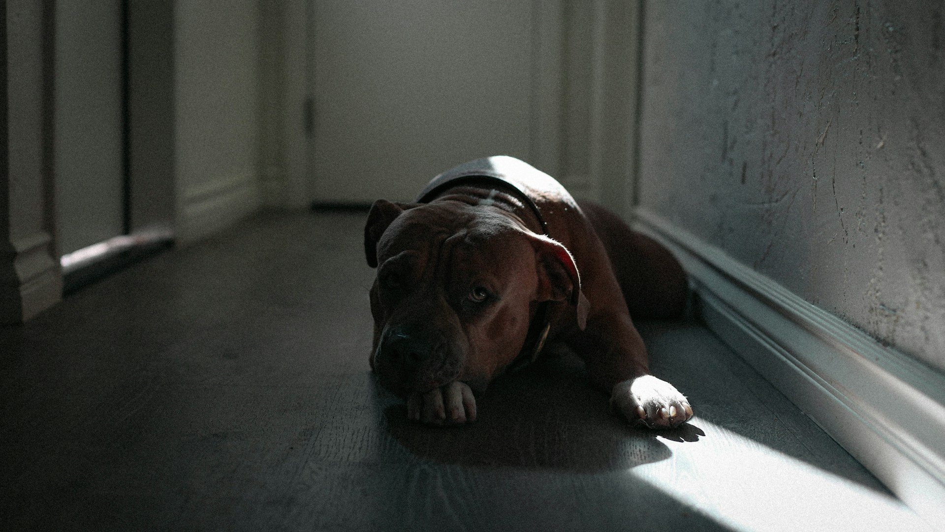 brown and white short coated dog lying on black textile