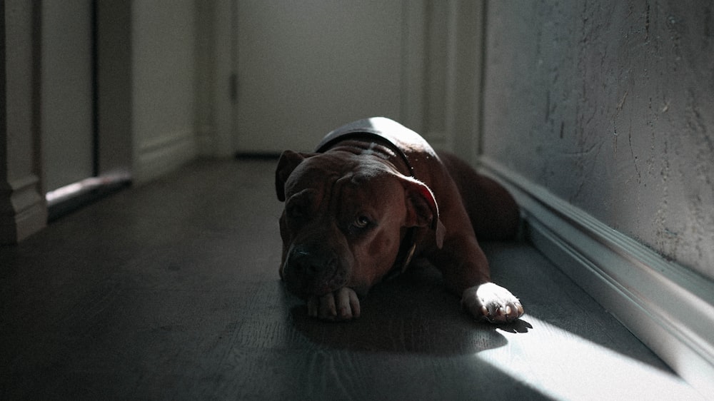 Pitbull Wallpapers Free Hd Download 500 Hq Unsplash