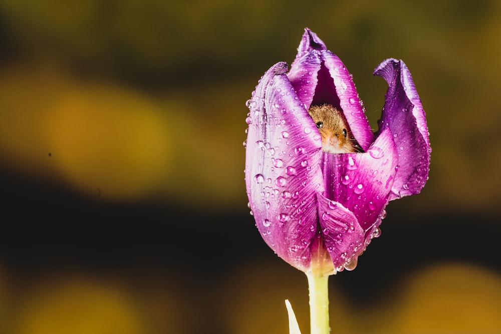 flor púrpura con gotas de agua