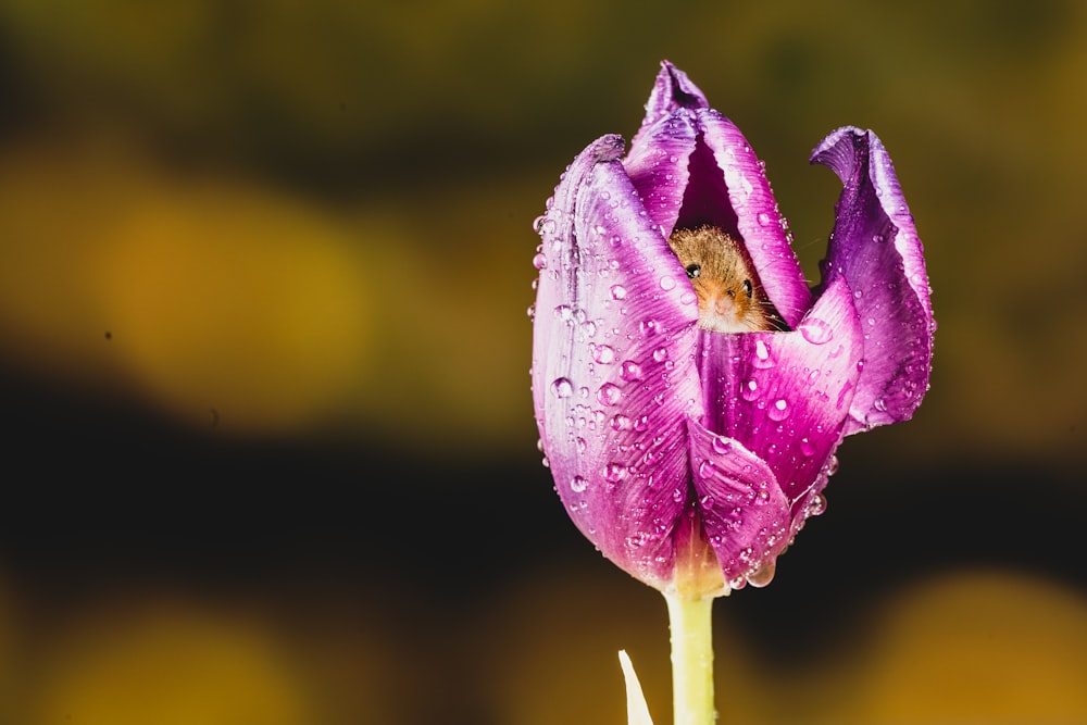 purple flower with water droplets