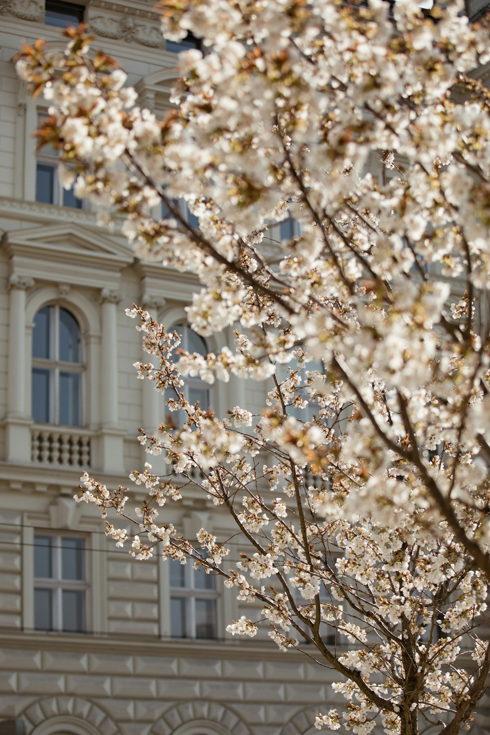 white cherry blossom tree near white concrete building during daytime