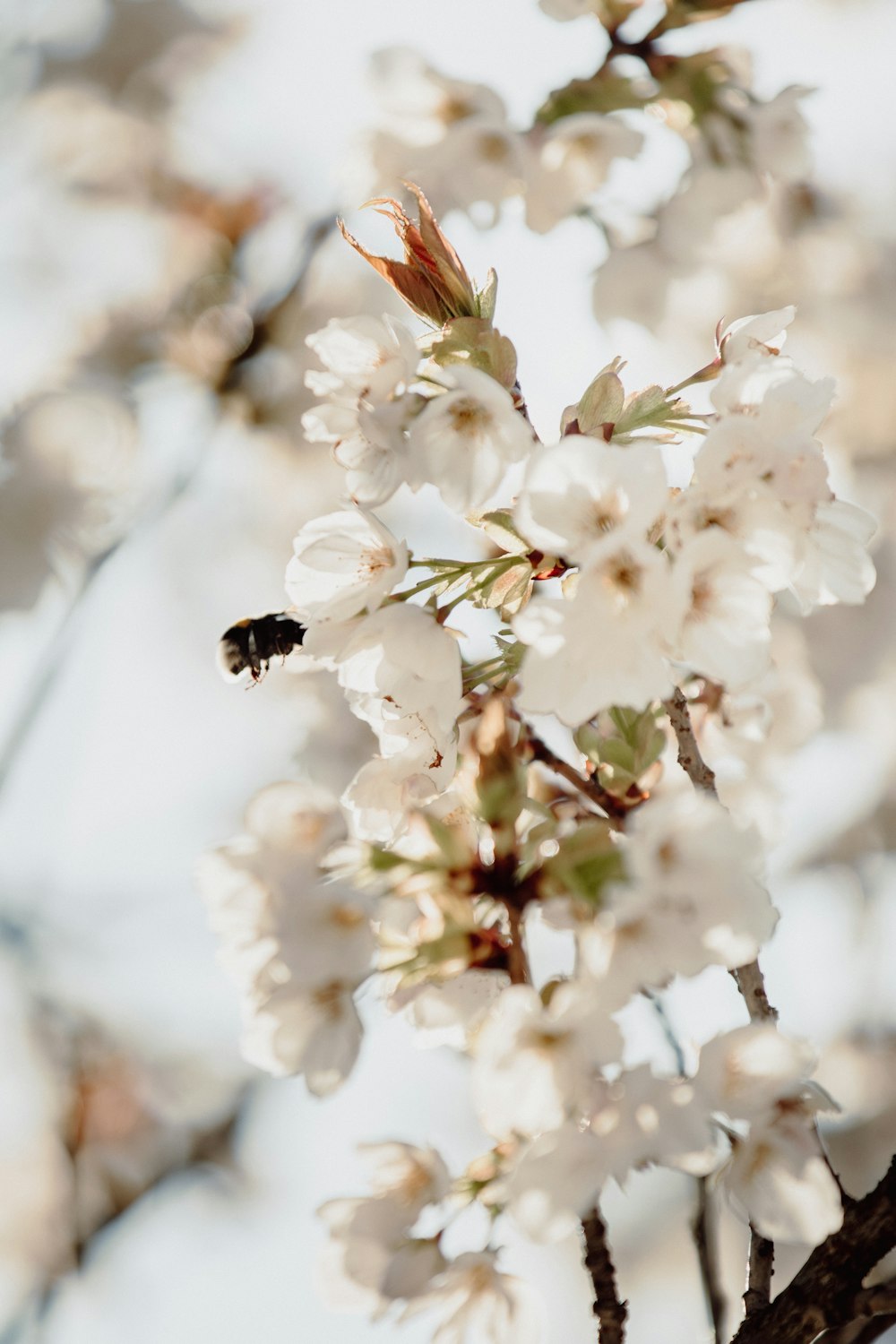 black and yellow bee on white flower