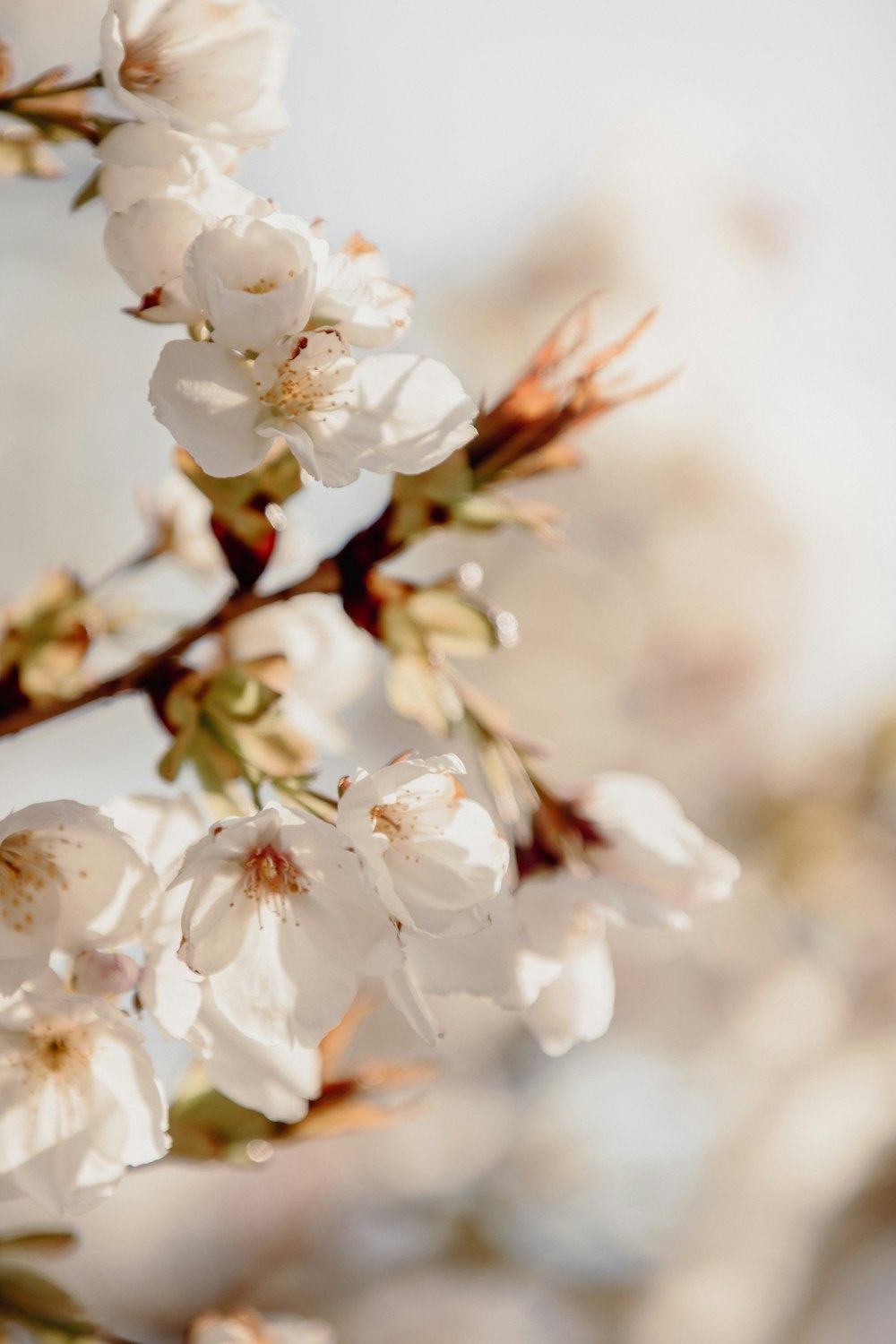 white cherry blossom in close up photography