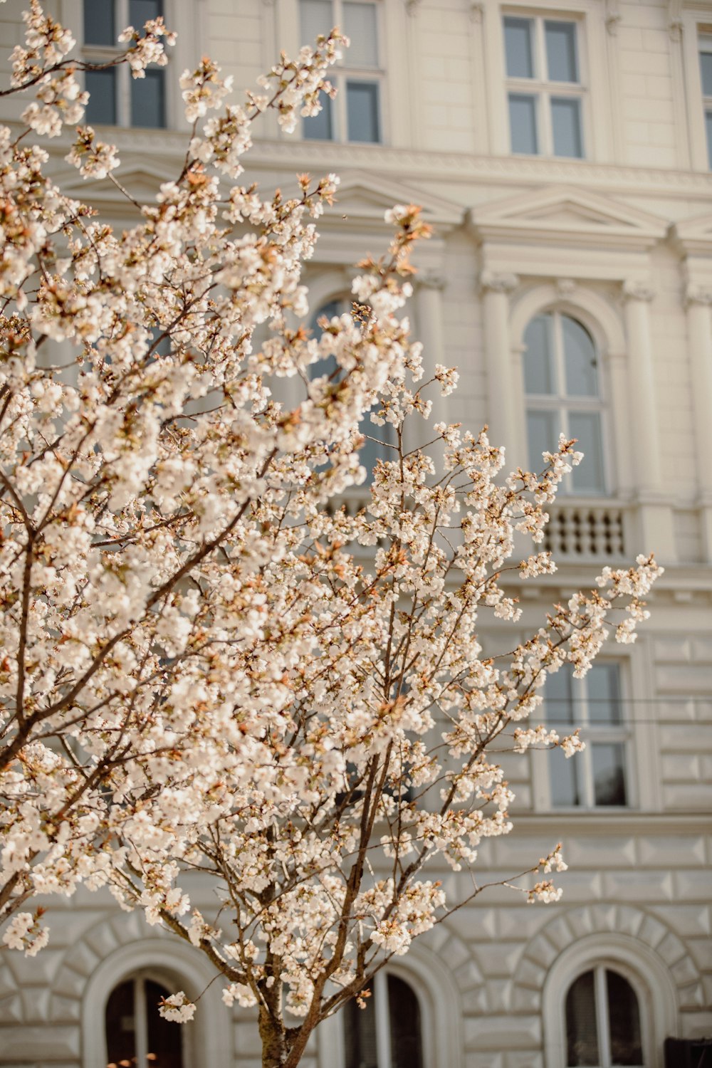 Árbol de flor de cerezo blanco cerca de un edificio de hormigón blanco durante el día