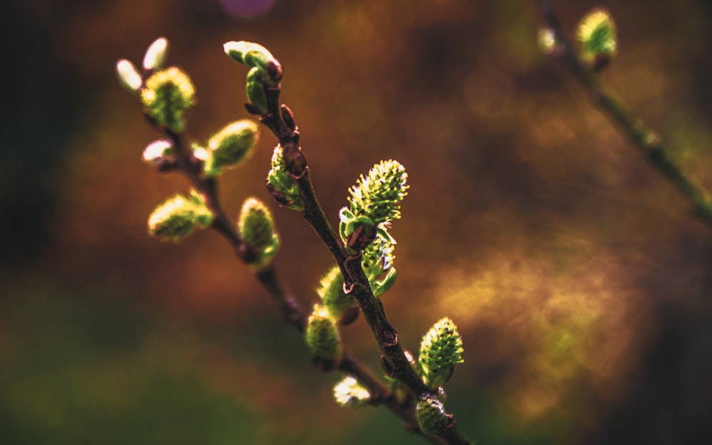 green and purple flower buds