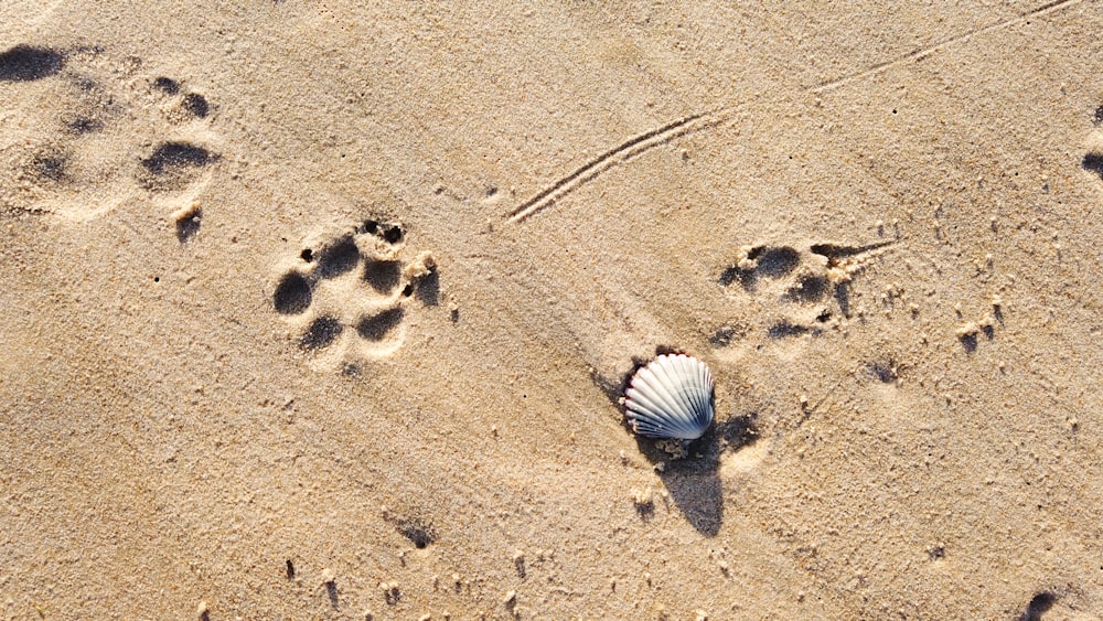 white and brown seashell on brown sand