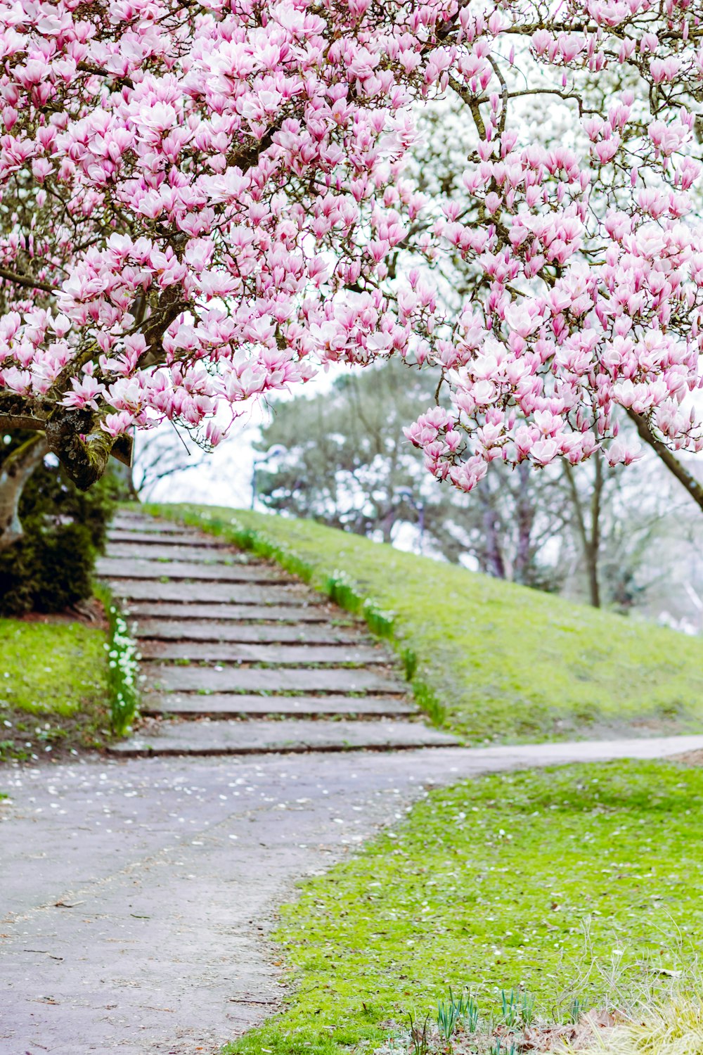 pink and white flowers on green grass field