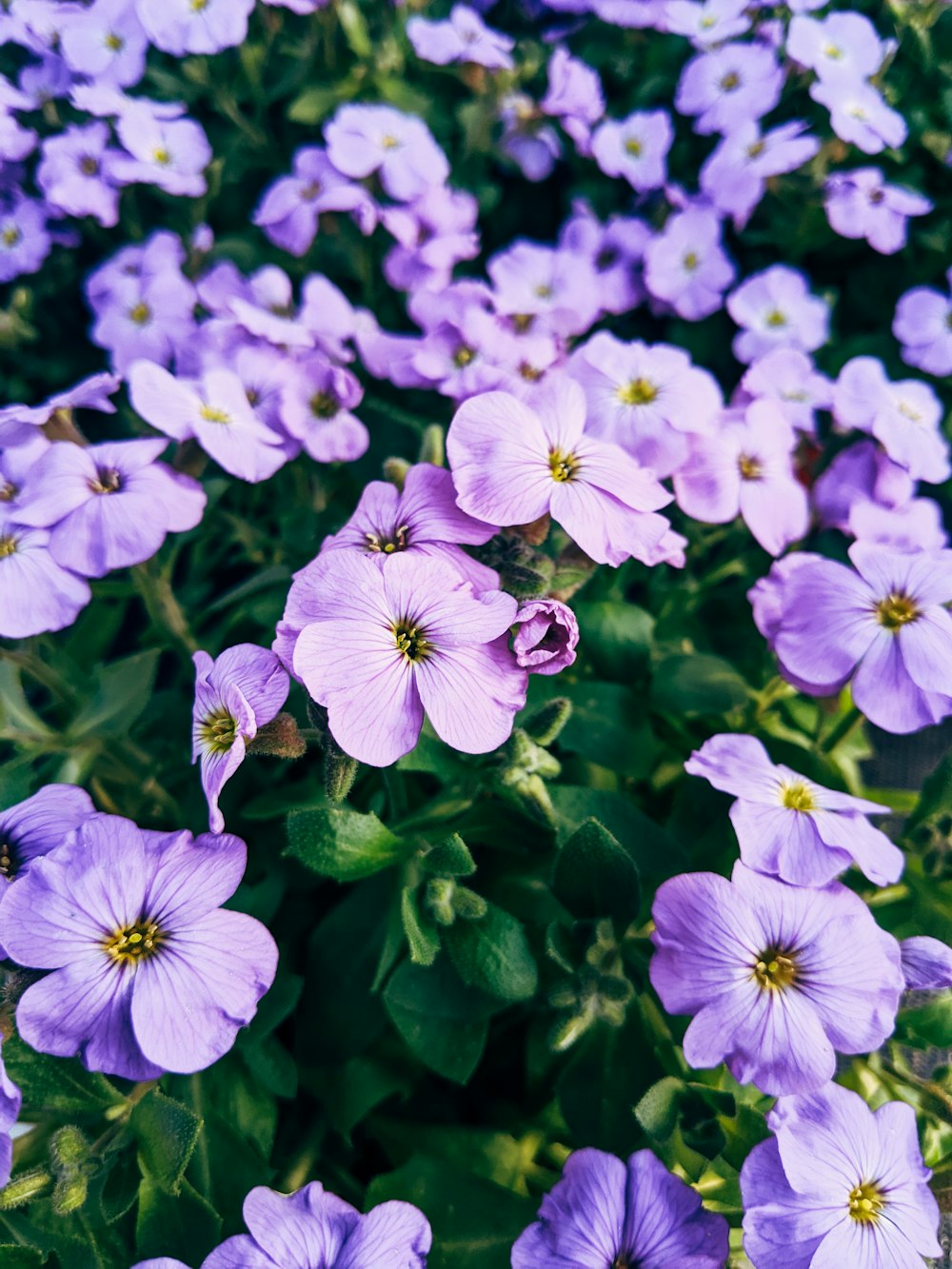 purple flowers with green leaves