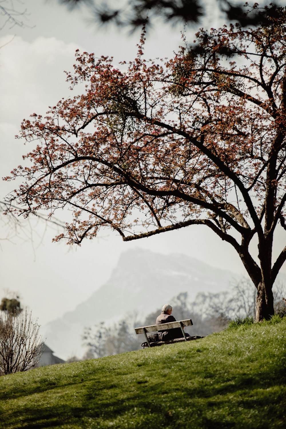 brown tree with brown leaves on green grass field during daytime