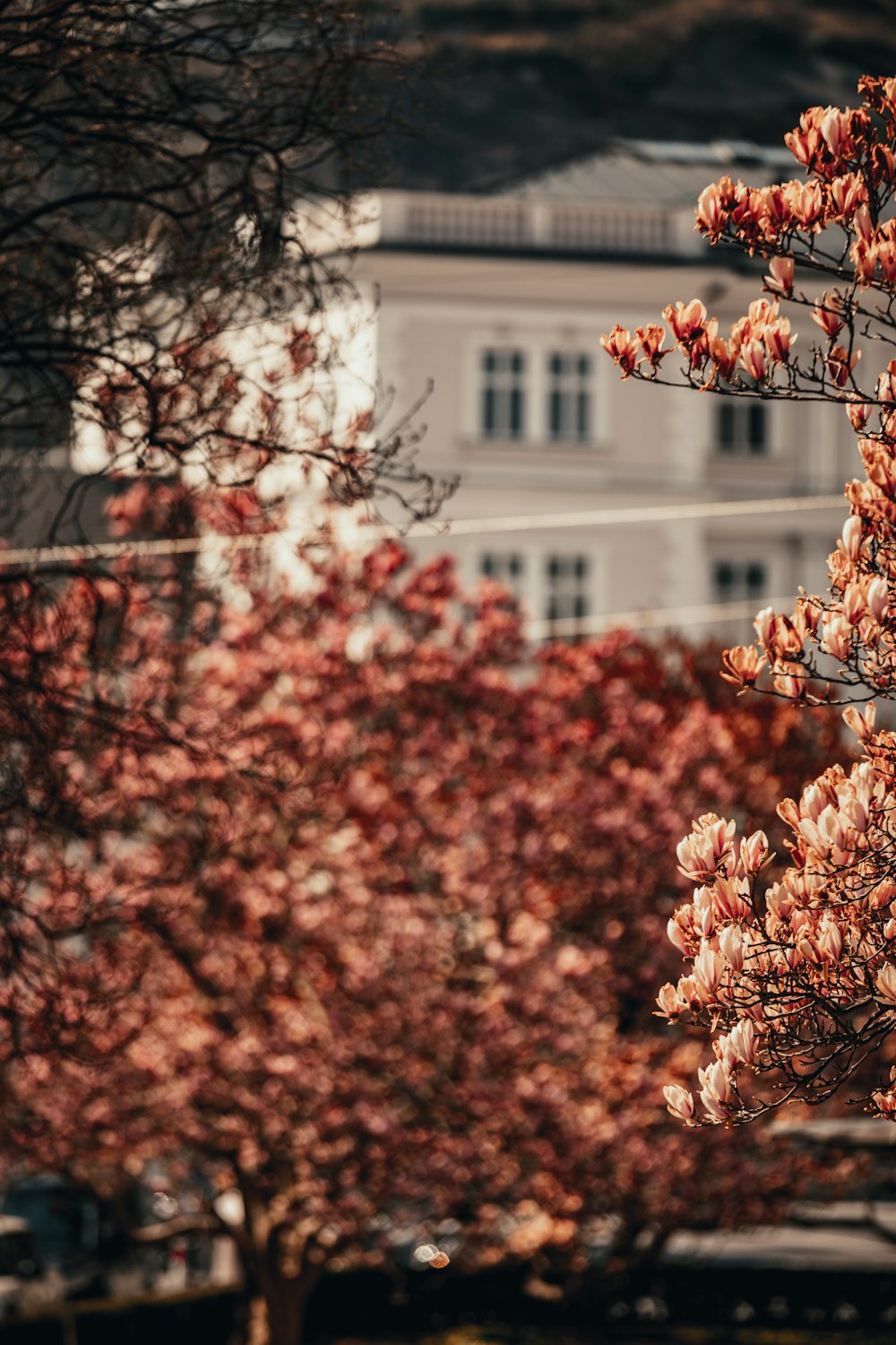 Albero di foglie marroni vicino a un edificio in cemento marrone durante il giorno