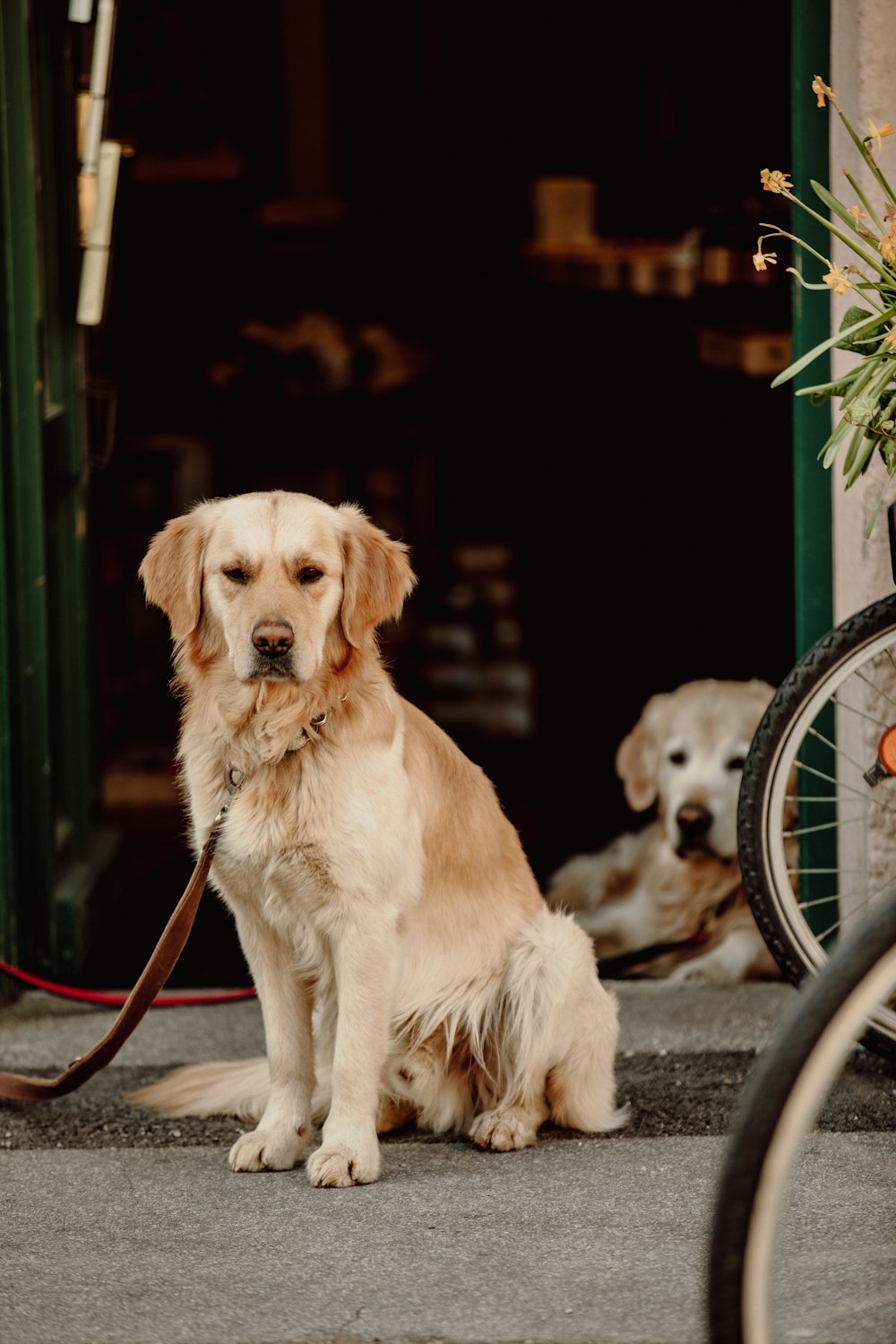 golden retriever sitting on concrete floor beside bicycle wheel during daytime