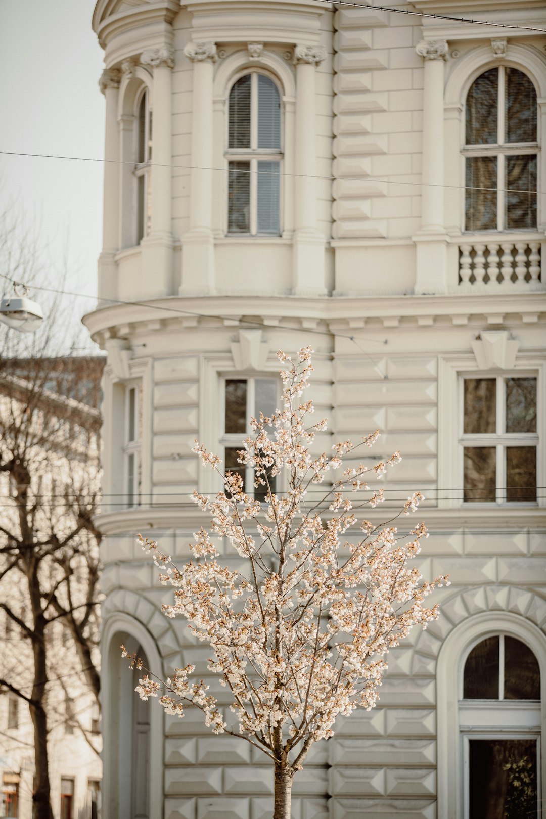 white and brown tree in front of white concrete building