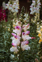 A close-up of a colorful snapdragon flower with delicate pink and white petals surrounded by similar flowers in a garden setting.