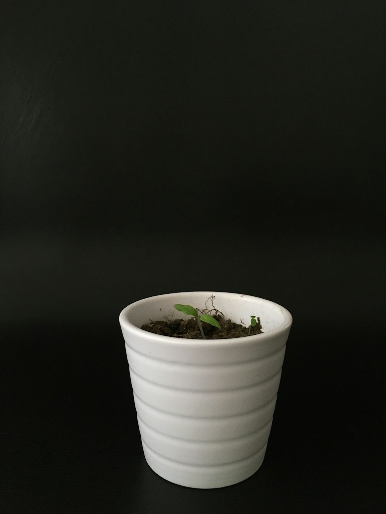 Seedlings for Planting