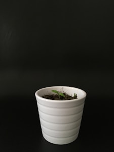 Seedlings for Planting