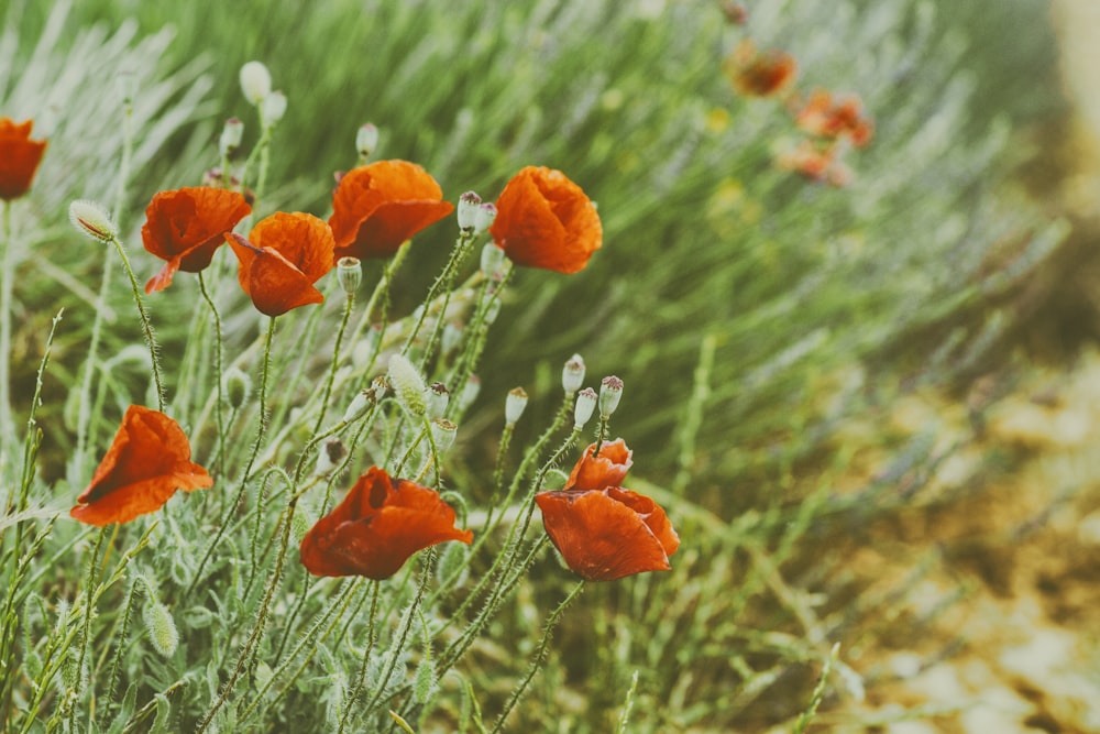 orange flower in tilt shift lens