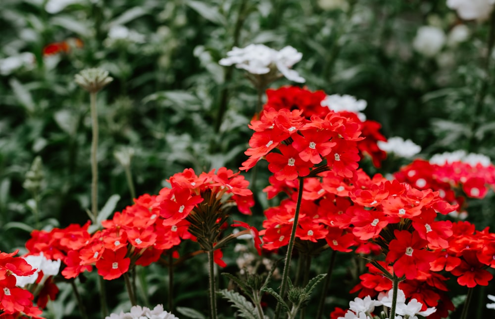 red flowers in tilt shift lens