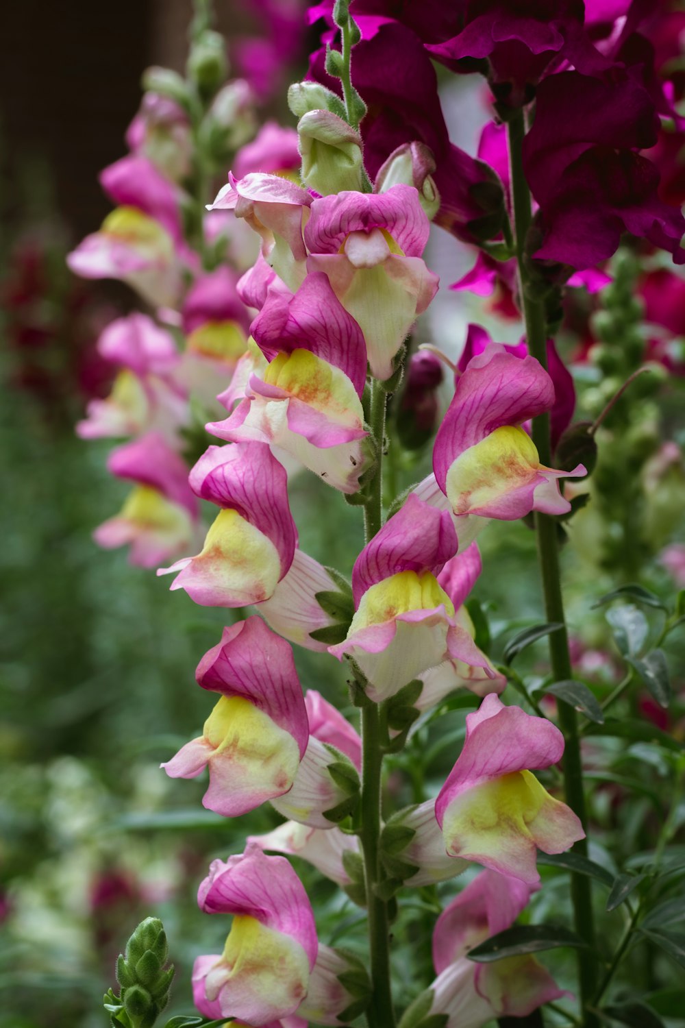 pink and white flowers in tilt shift lens