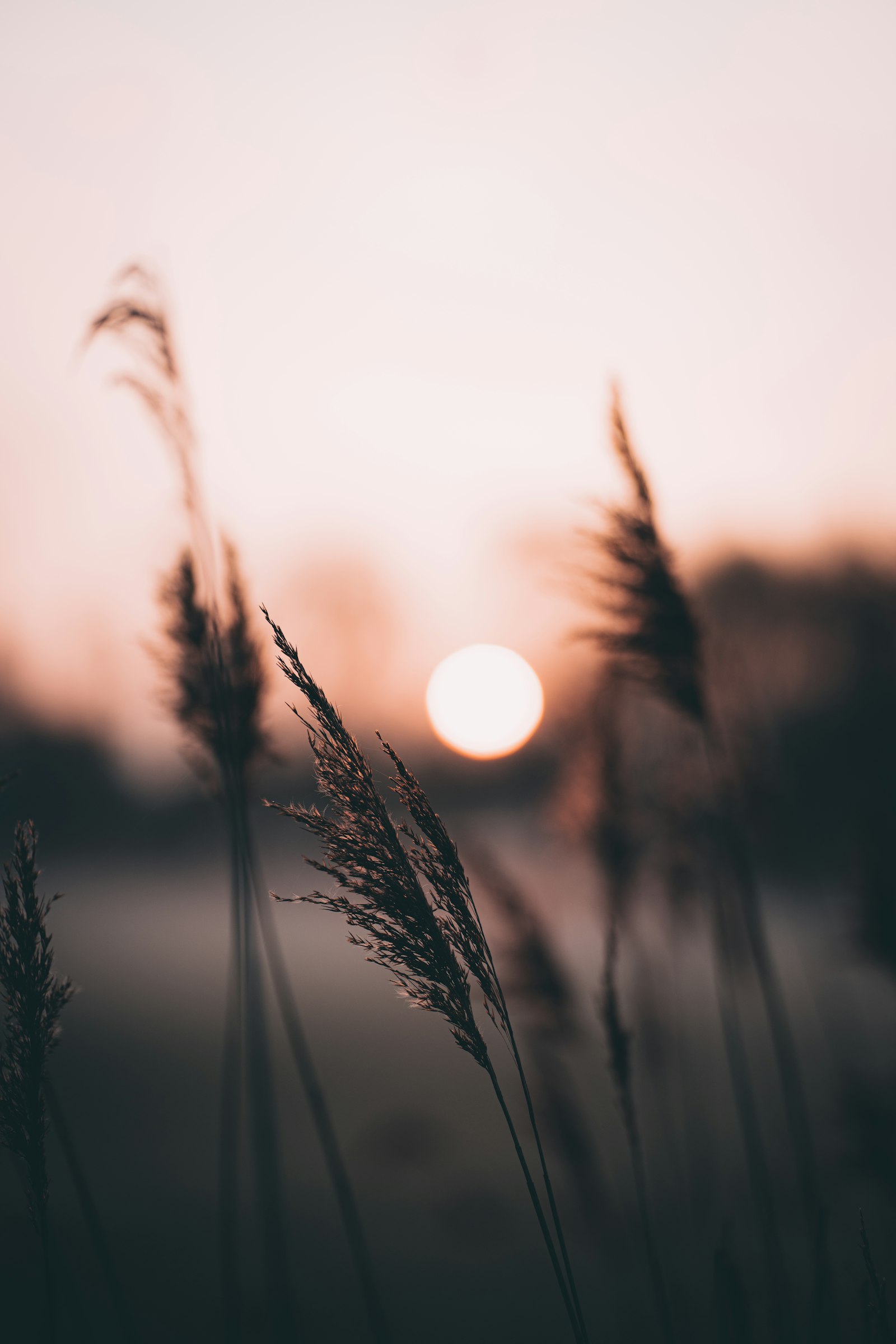 Sony a7R II + Sony FE 85mm F1.8 sample photo. Silhouette of grass during photography