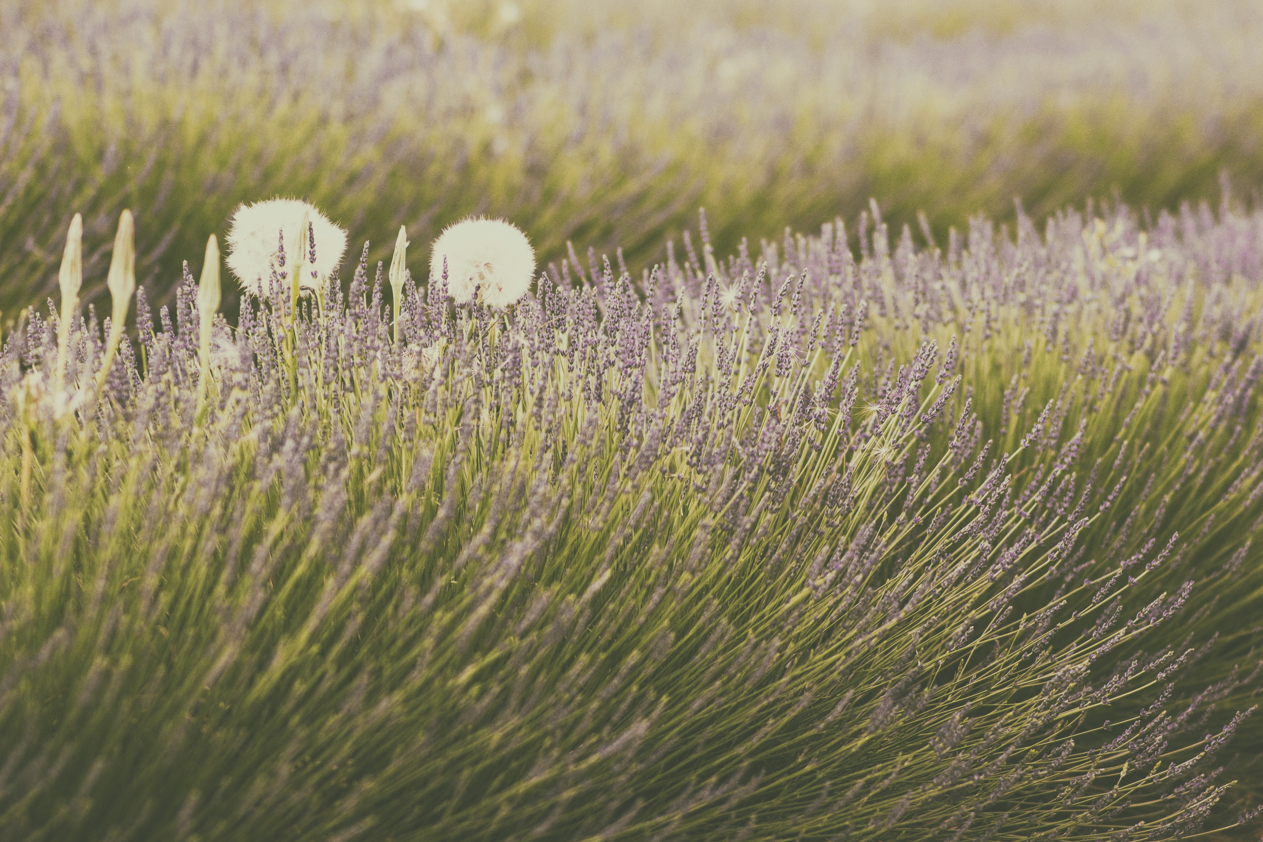 Photo by catalinafedorova