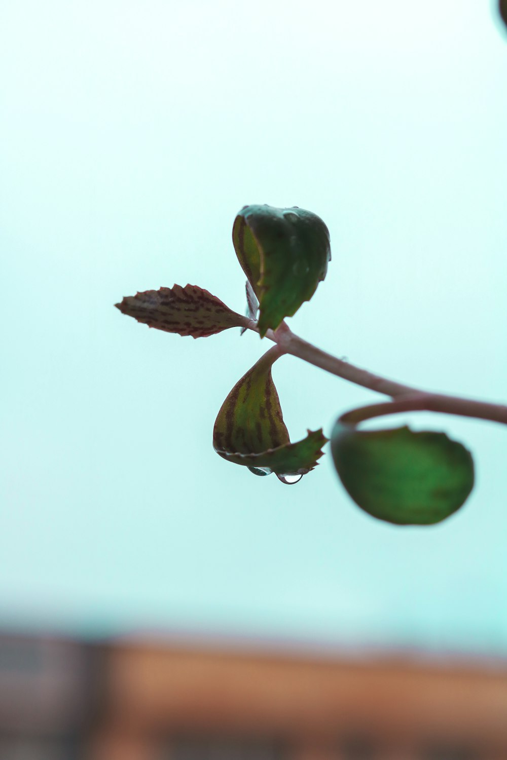 green plant in close up photography