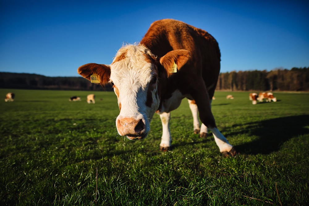 white and brown cow on green grass field during daytime