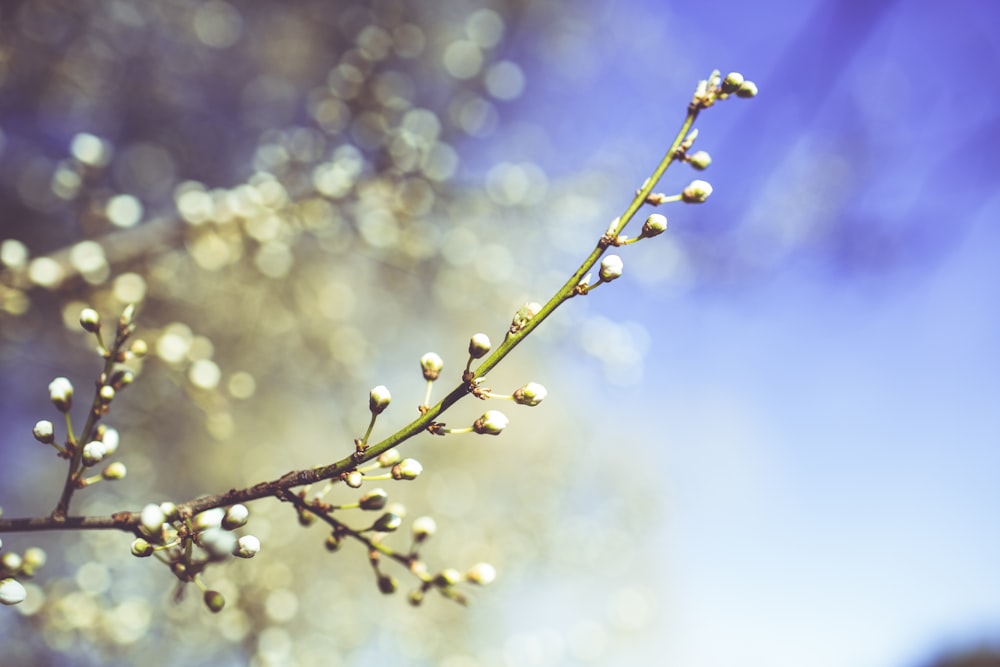 weiße Blüten mit grünen Blättern