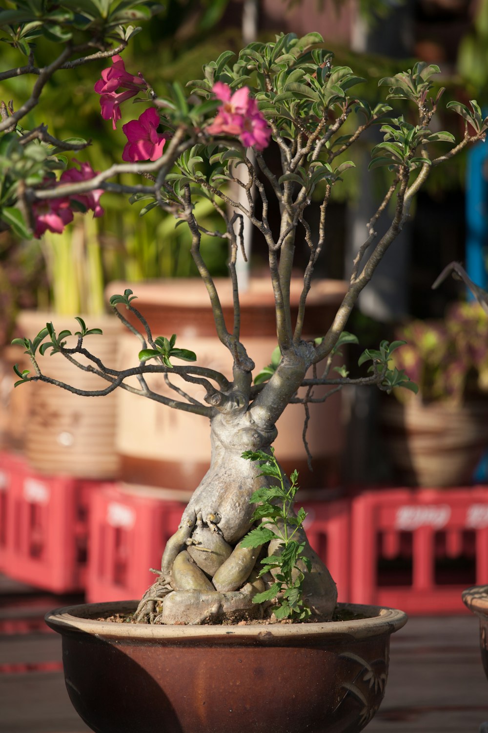 pink flowers on brown tree branch