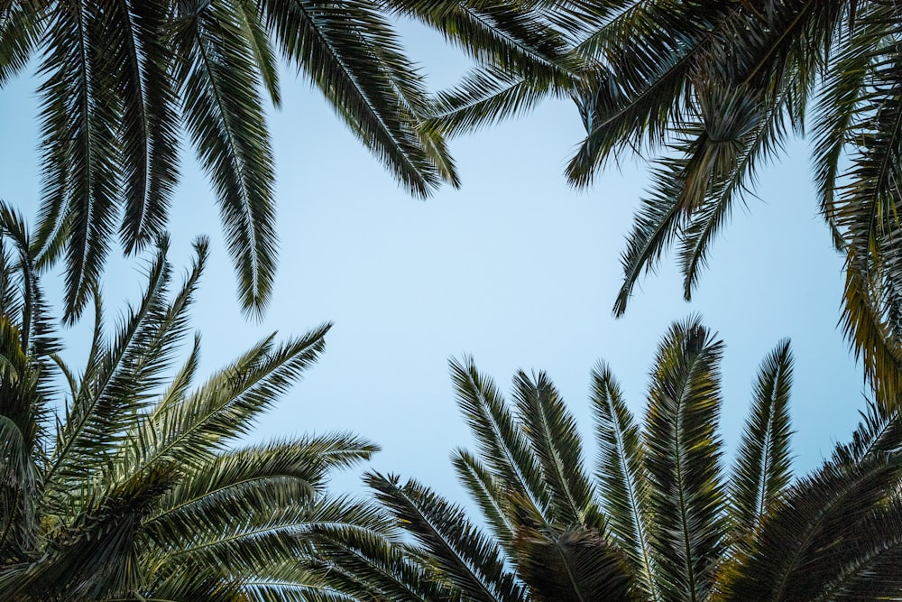 grüne Palme unter weißem Himmel