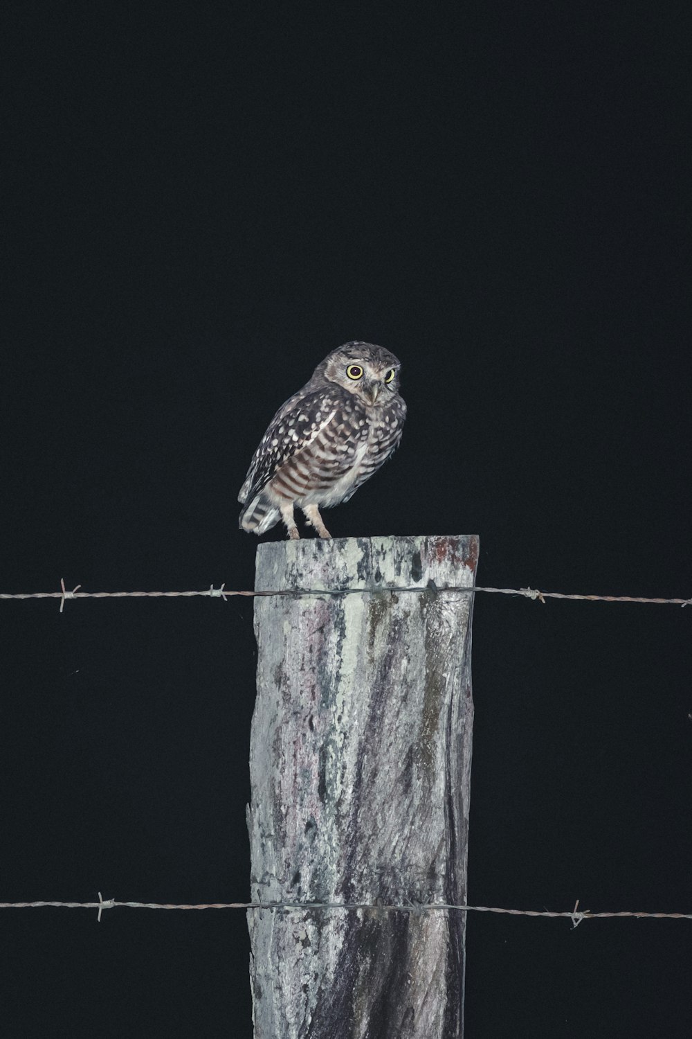 brown owl perched on brown tree branch