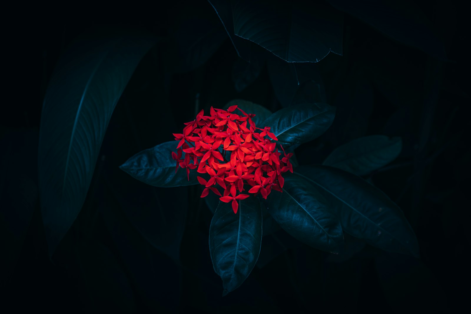 Sony a7R II + Sony FE 70-200mm F4 G OSS sample photo. Red flower in black photography