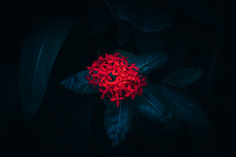 red flower in black background