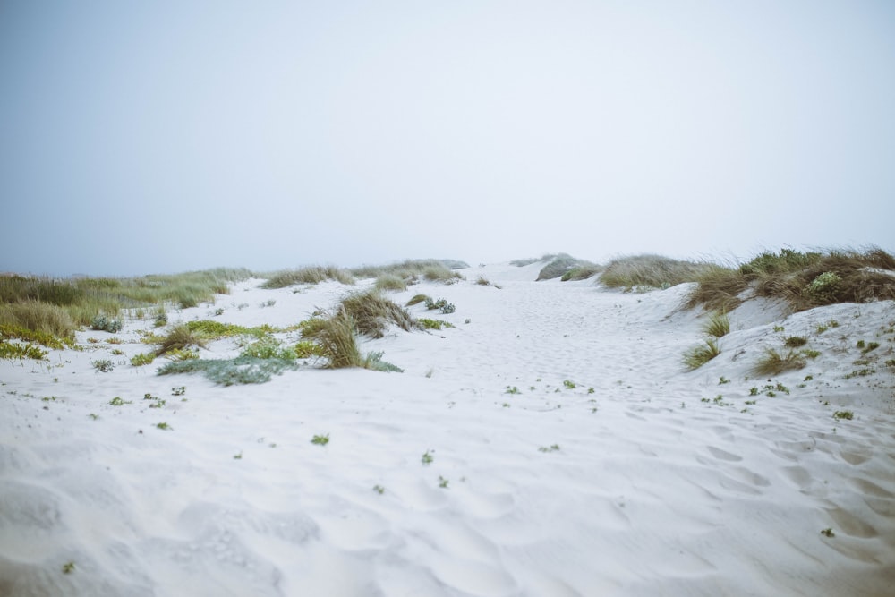 green grass on white snow covered field