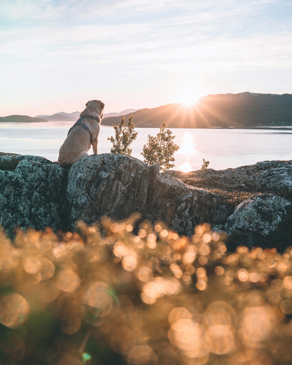 brown short coated dog on brown rock formation during daytime